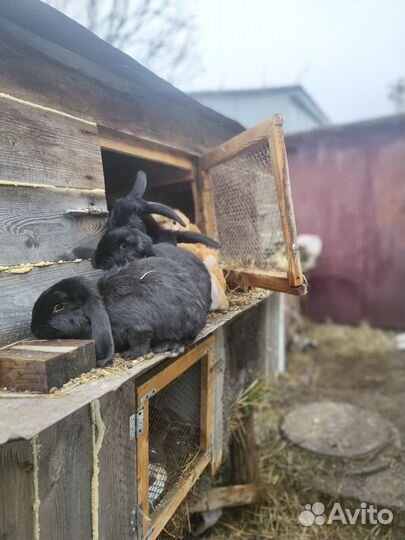 Кролик