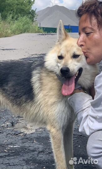 Выгулять собаку