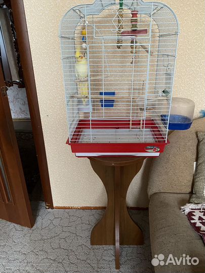 Попугай корелла