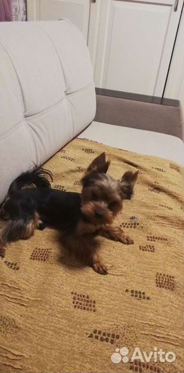 Йоркширский терьер вязка