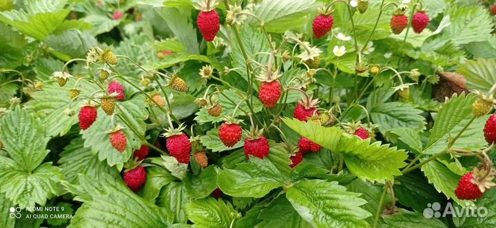 Земляника ремонтантная Рюген саженцы