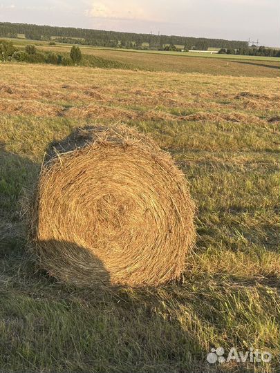 Продам сено в рулонах