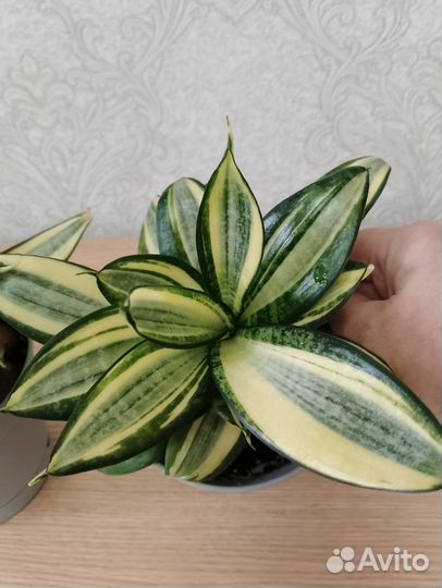 Сансевиерия