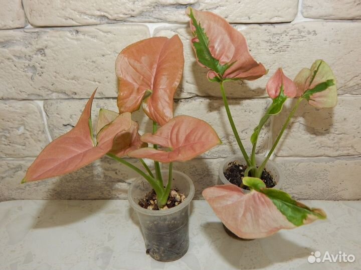 Сингониумы