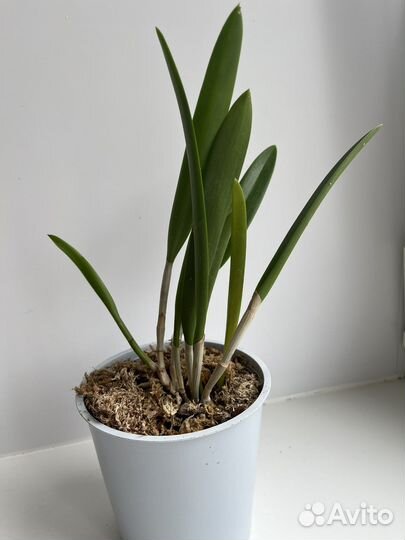 Орхидея брассавола