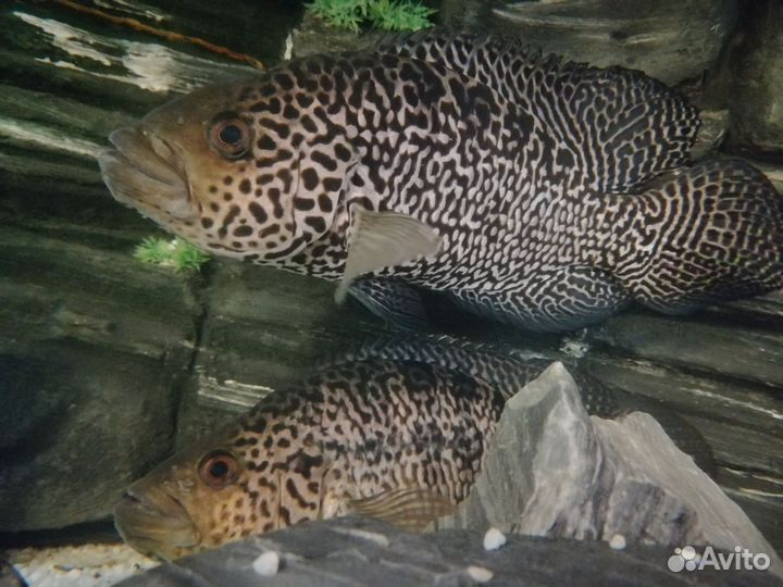 Аквариум на 500 литров