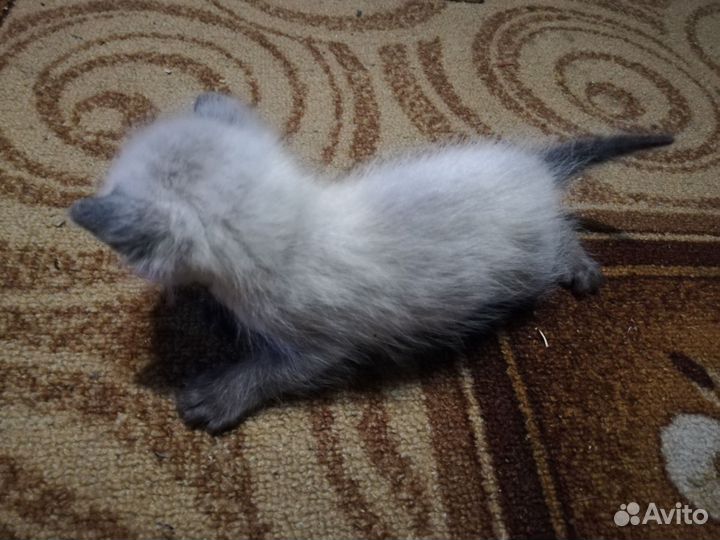 Сиамская кошечка