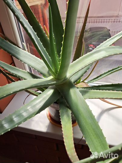 Алоэ вера лечебный