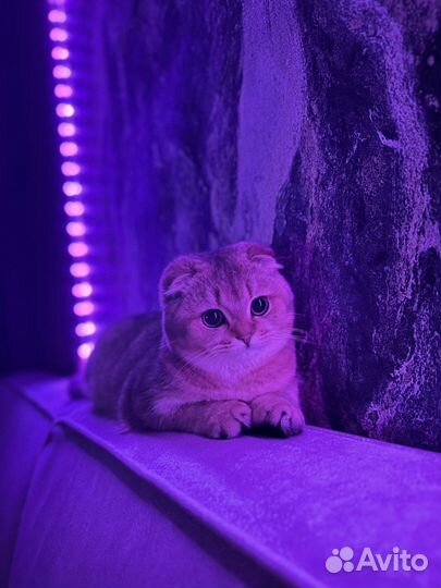 Котята британская золотая шиншилла