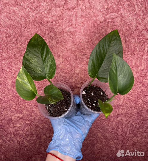 Epipremnum/Scindapsus «Marble Queen» (Сциндапсус)