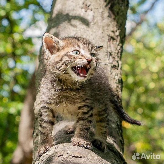 Тюльпанчик 1,5 месяца ищет дом