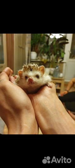 Африканский карликовый еж