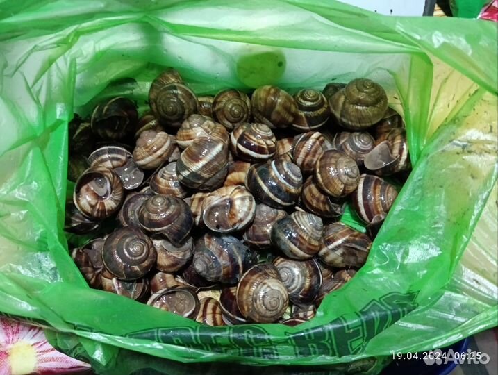 Улитки виноградные