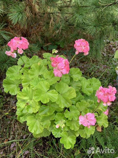 Пеларгония герань