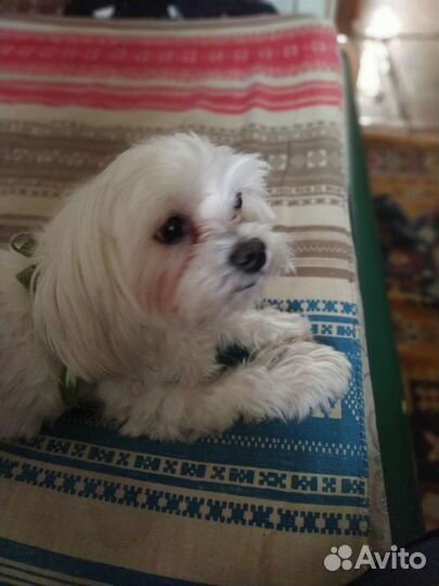 Мальтезе вязка