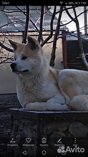 Собака Акита Ину