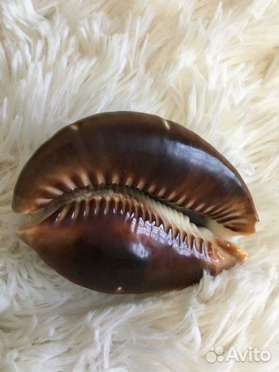 Ракушка, подарок, аквариум