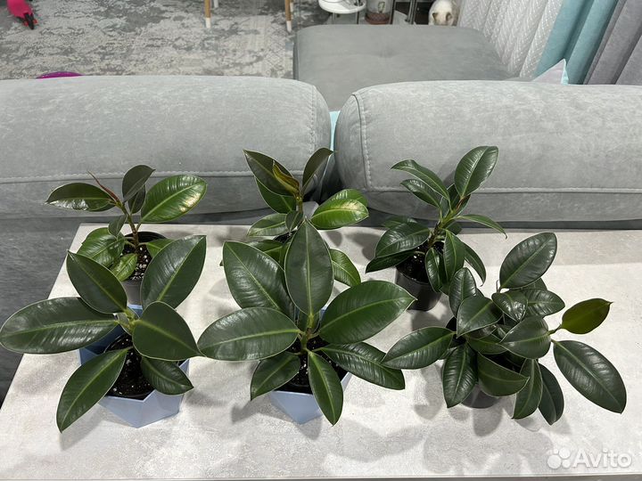 Комнатные цветы, фикус Мелани