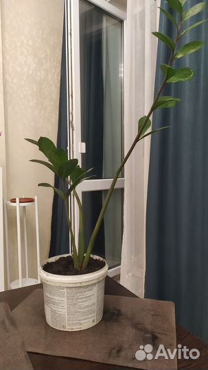 Замиокулькас