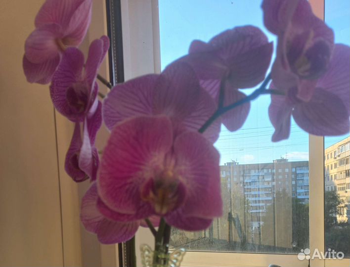 Комнатные растения