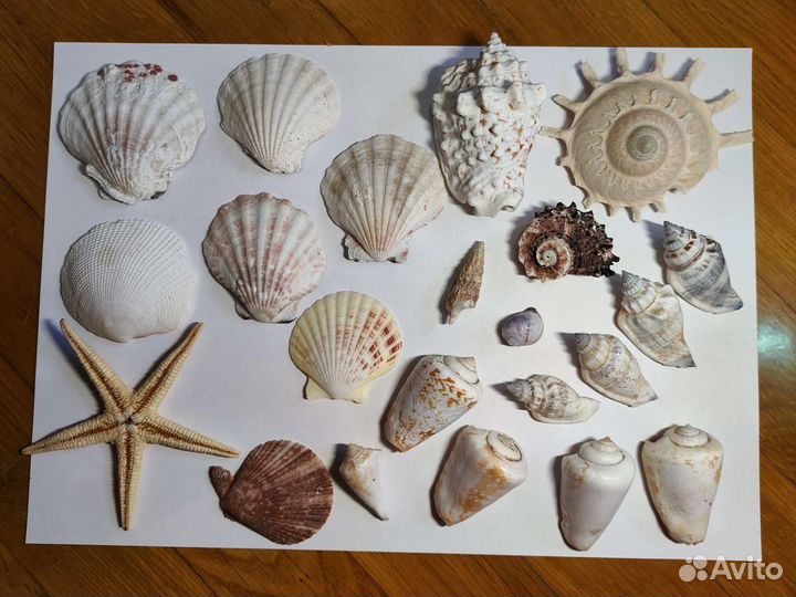 Набор красивых ракушек