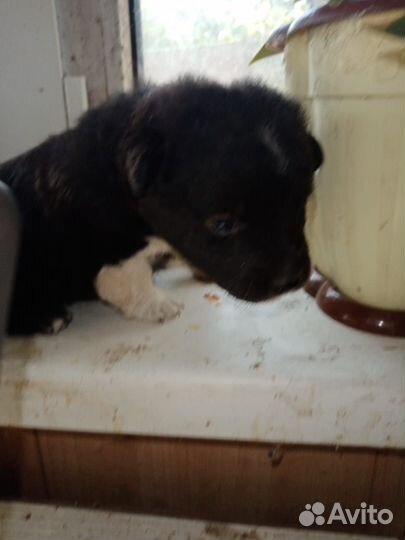 Собаки щенки бесплатно