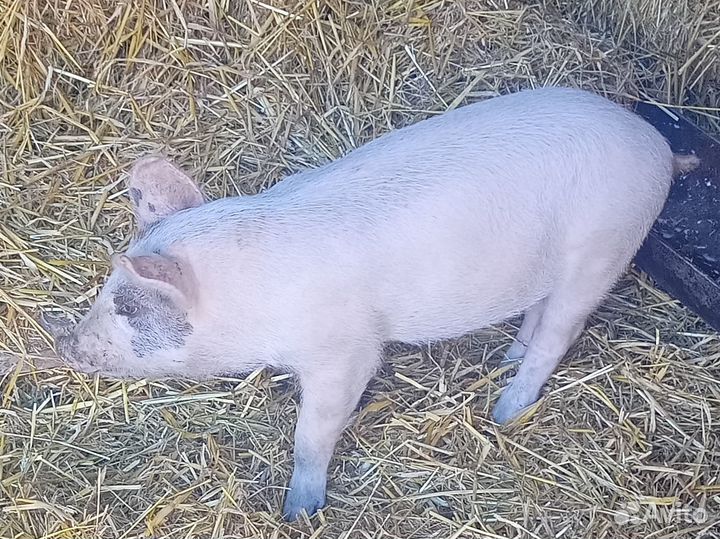 Продам кабанчика