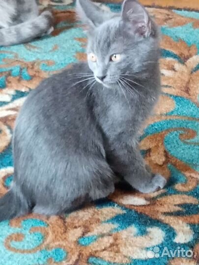 Кошечка в добрые руки 2.5 месяца