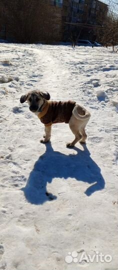 10 месяцев Мальчик