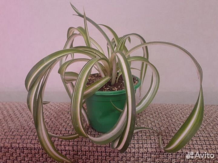 Хлорофитум кудрявый