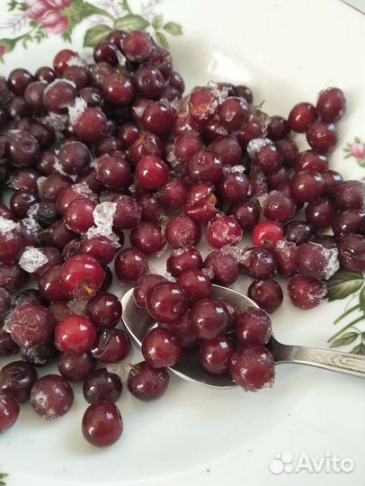 Красная черемуха.Саженцы