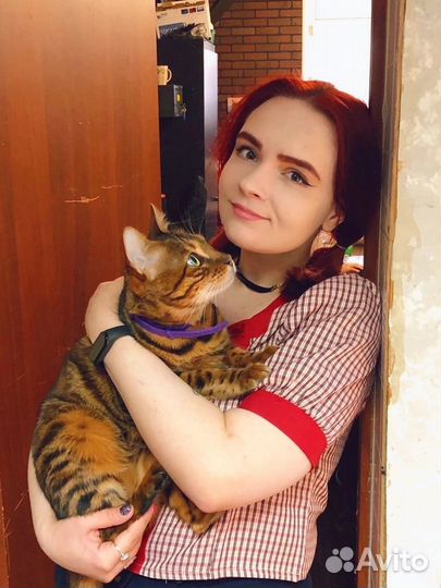 Зоопсихолог кошки