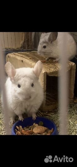 Подаются шиншиллы