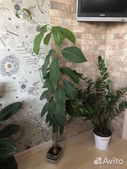 Авокадо растение