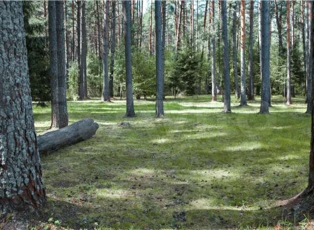 Участок 15 сот. (ИЖС)