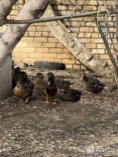 Подсадные утки