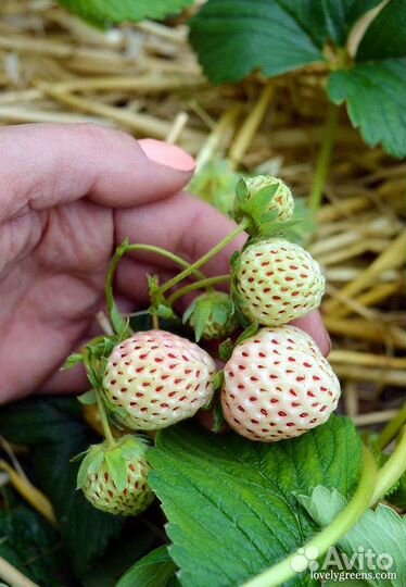 Клубника Пайнбери клубника ананас