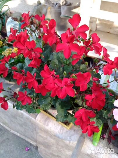 Герань пеларгония цветущее растение