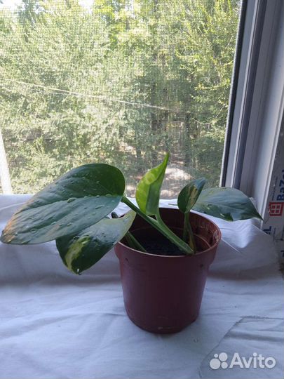 Бегония и традисканция.лиана