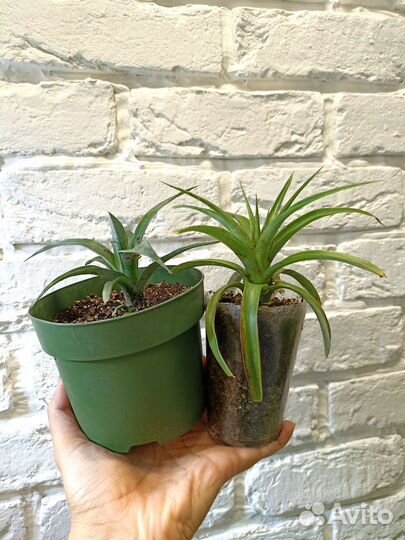 Комнатный ананас, инжир фига, гранат, банан