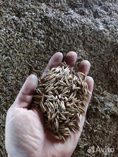 Овёс пшеница