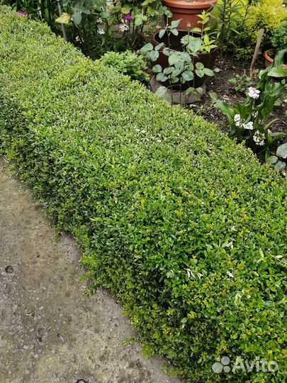 Живая изгородь