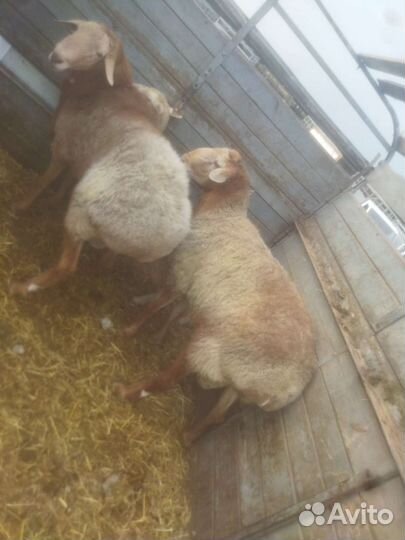 Овцы бараны ягнята