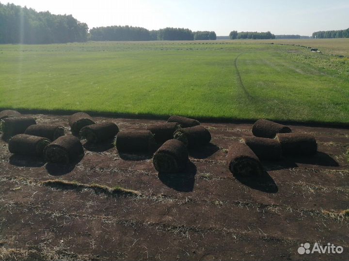 Рулонный газон г.Омск