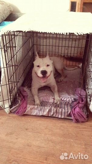 Клетка для собак №4