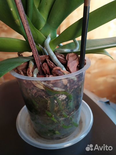 Орхидея фаленопсис