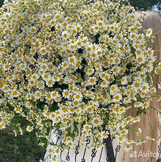 Букеты ромашек