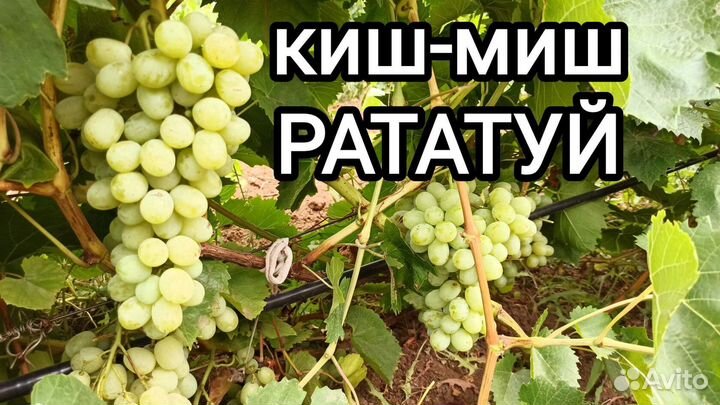 Аватар, Ламборджини, Хеллоуин оптом