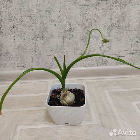 Индийский лук