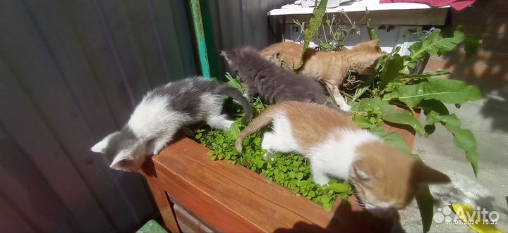 Котята в дар